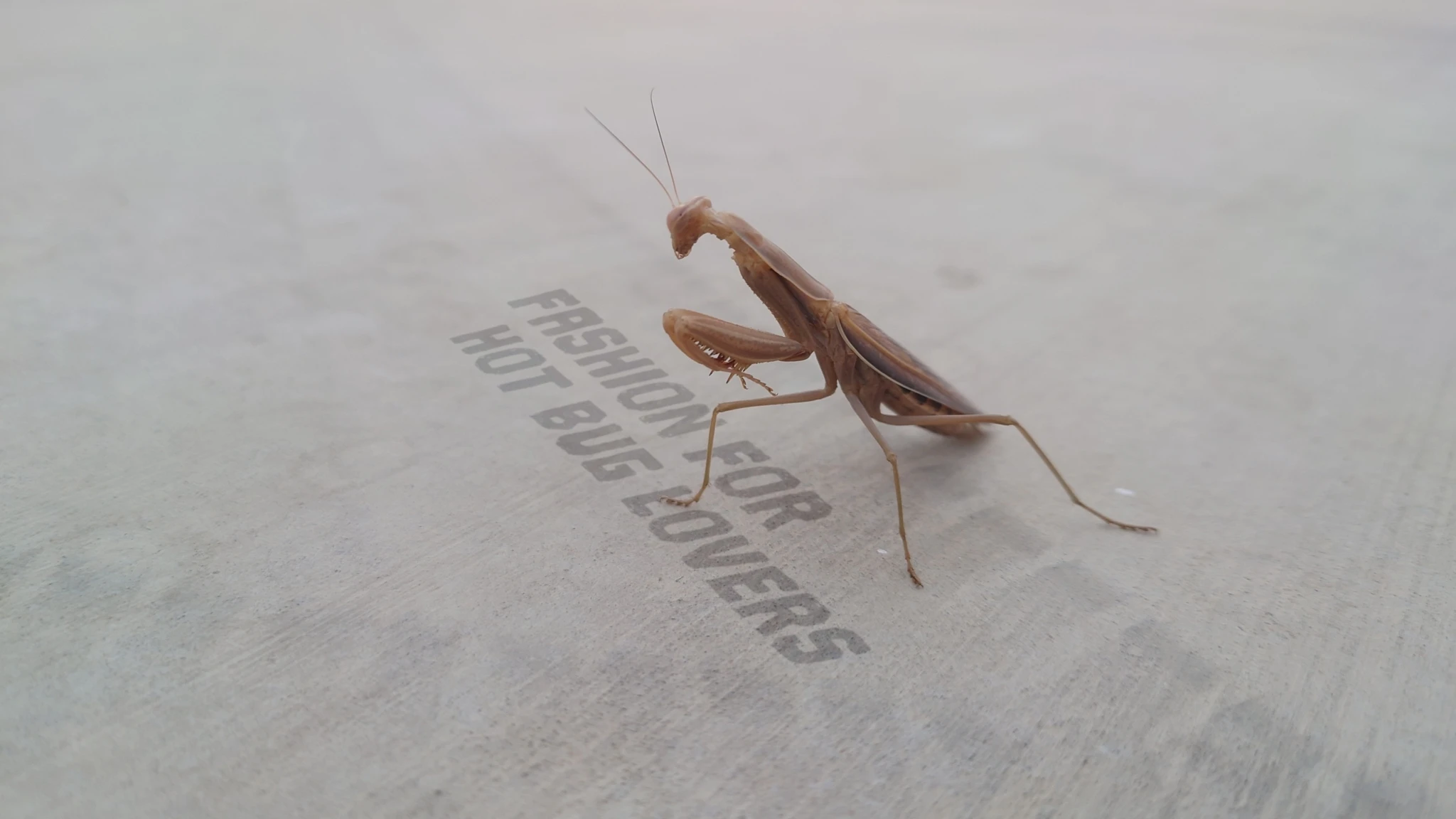 Serrano Tomatillo the mantis standing over the Hot Bug Summer slogan (Fashion For Hot Bug Lovers)